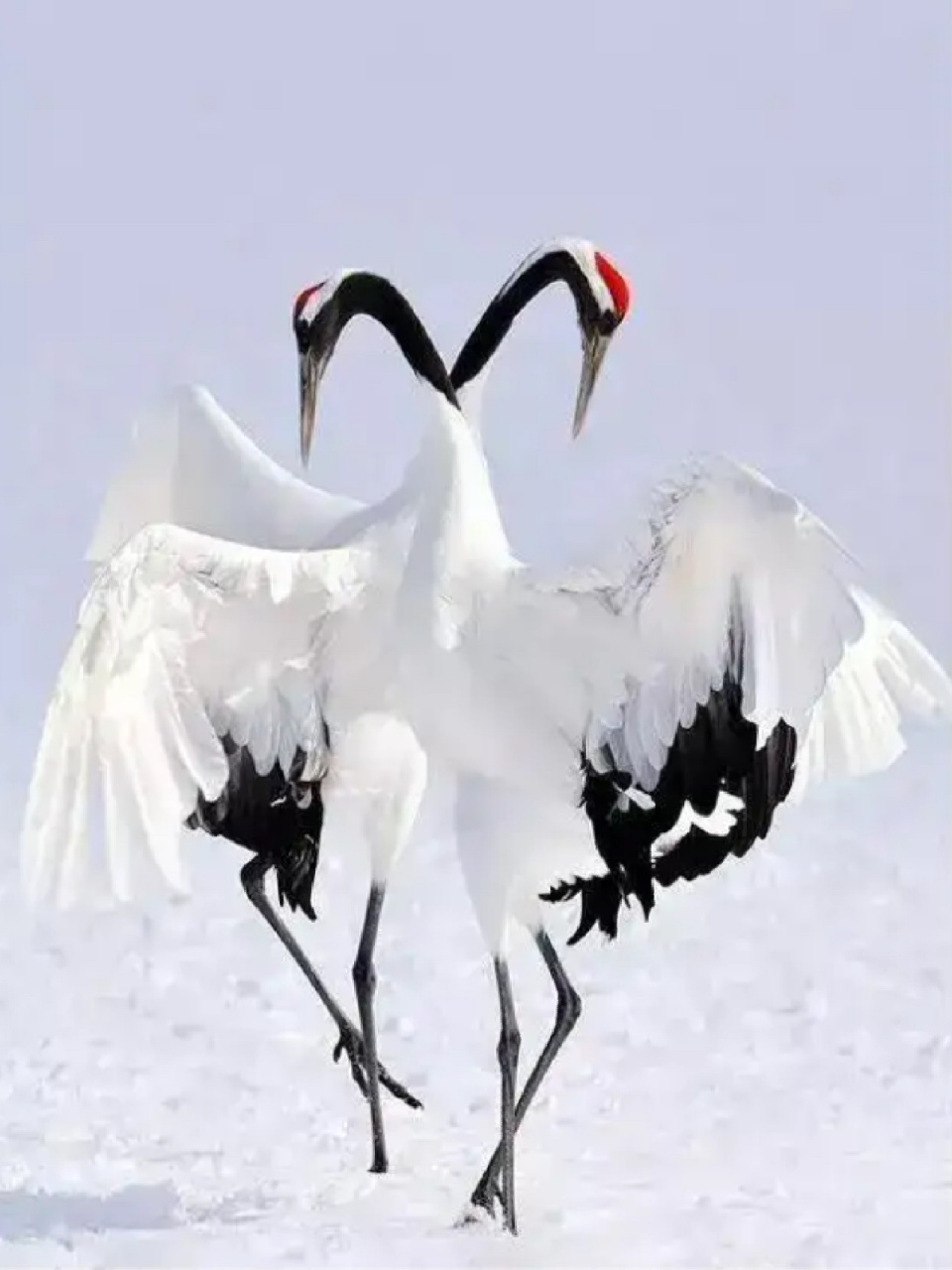 每天陪孩子一起瞧动物 名称:丹顶鹤 别称:仙鹤,红冠鹤 分类:动物界,脊