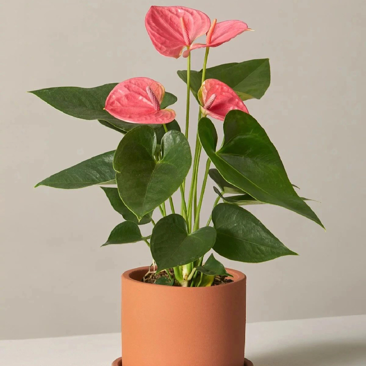 每天认识一种绿植:"粉红佳人"粉掌 91名称:粉掌 00别名:粉冠军