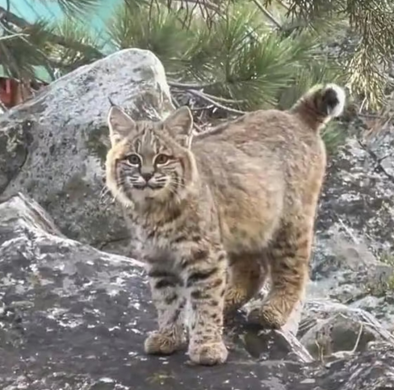 吉林北山小猫图片