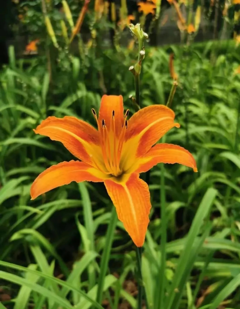 中国的母亲节之母亲花---萱草        母亲节是伟大的!