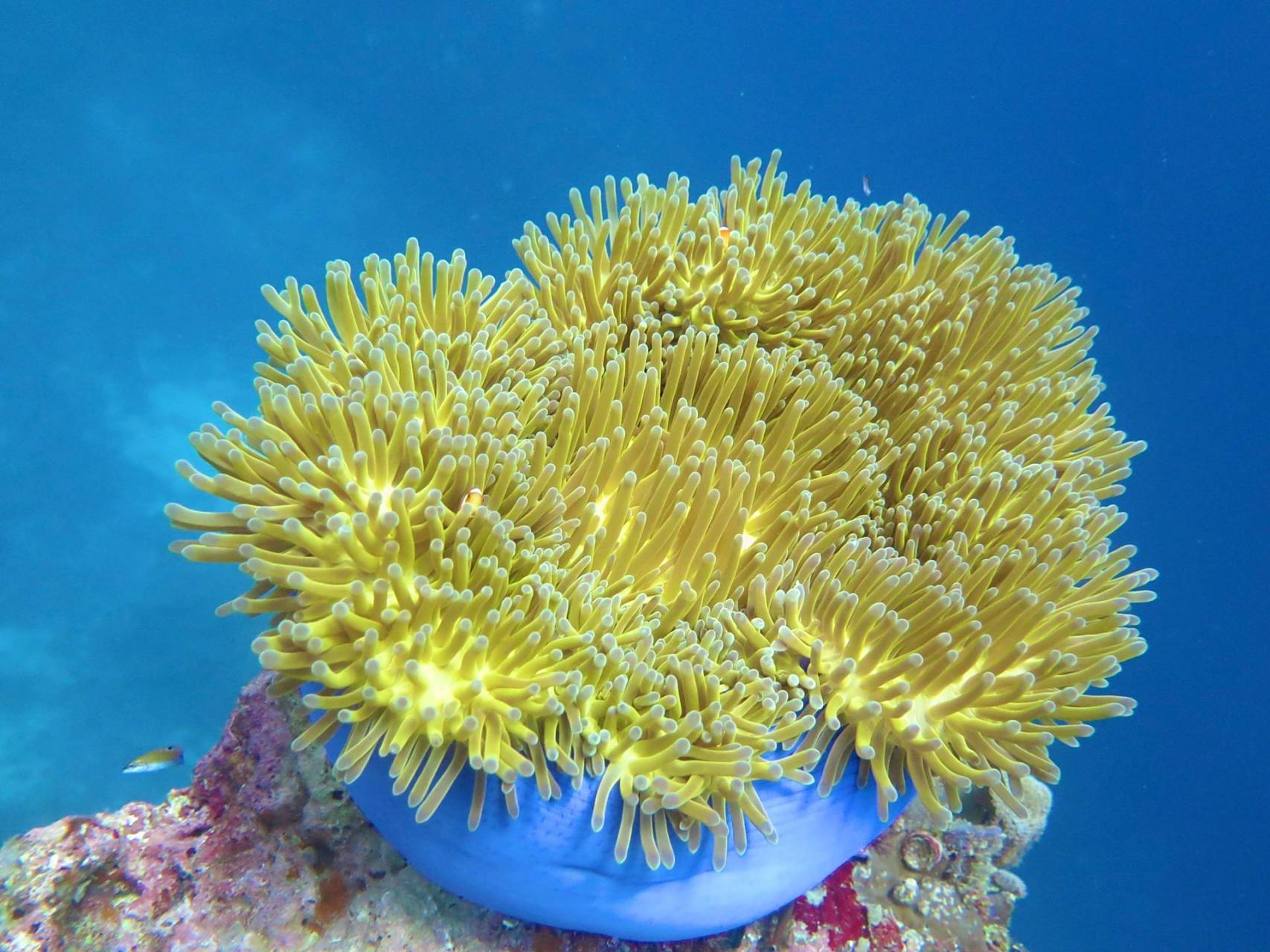 公主海葵|是尼莫的家 96 学名:heteractis magnifica  96 别名