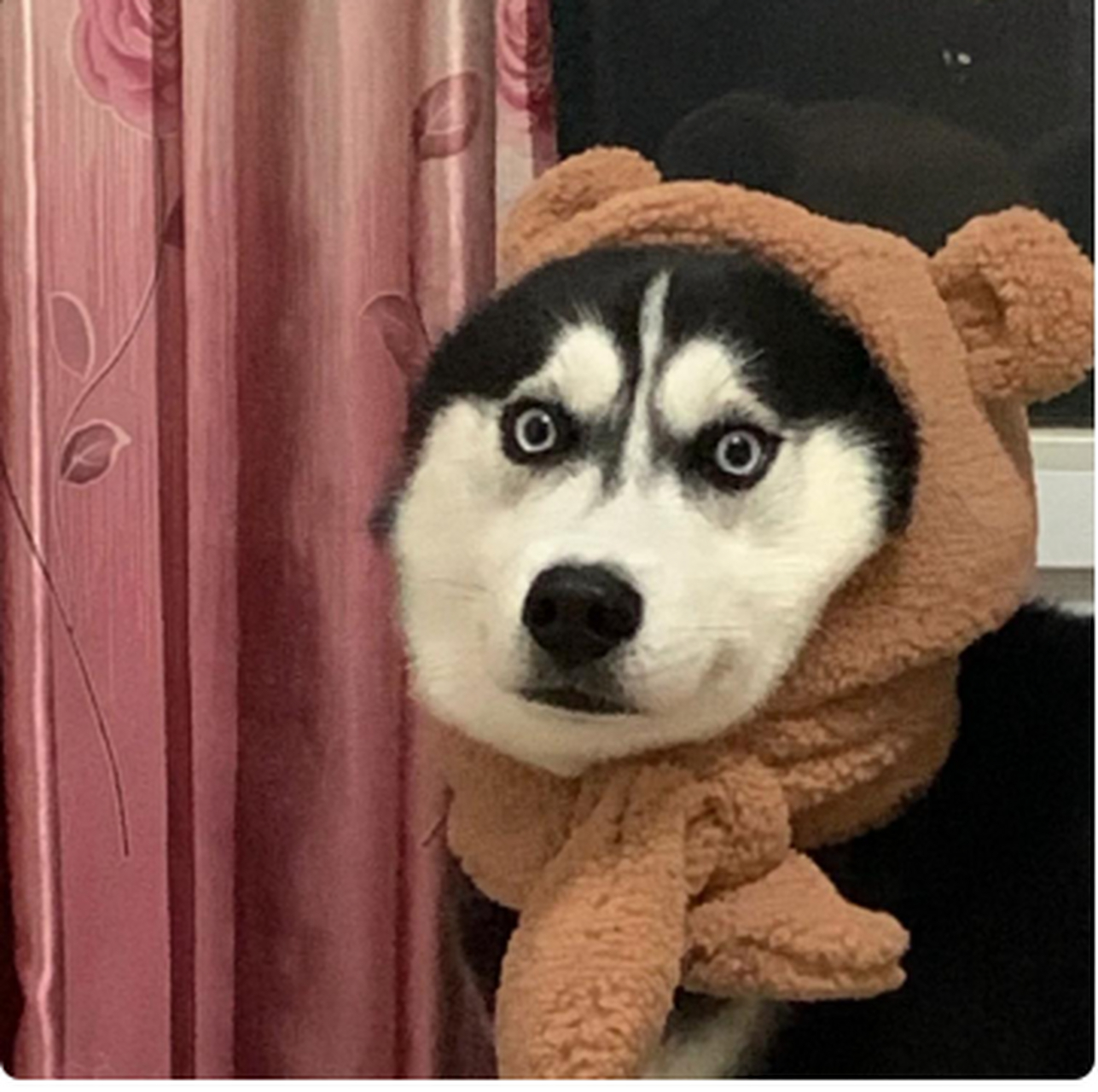 狗子的狼外婆限定皮肤,有那味儿了