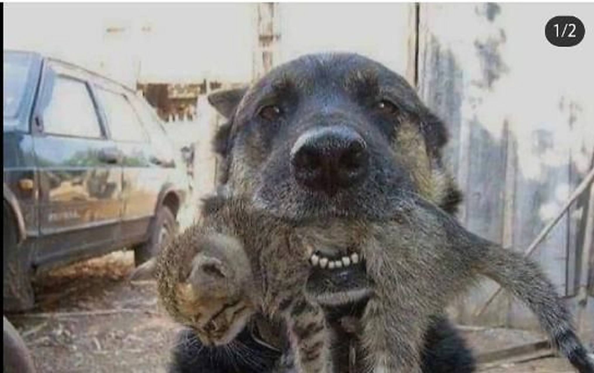 新闻说,恶狗咬猫,真相是.