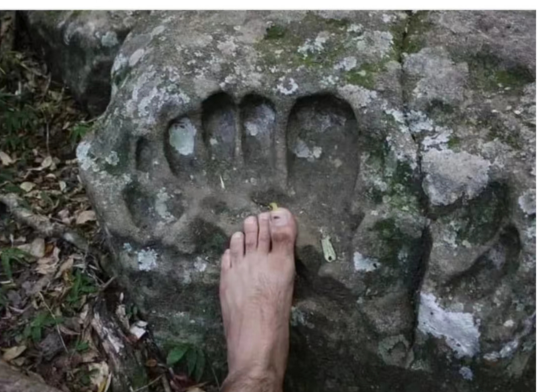 巴拉圭巨人脚印化石