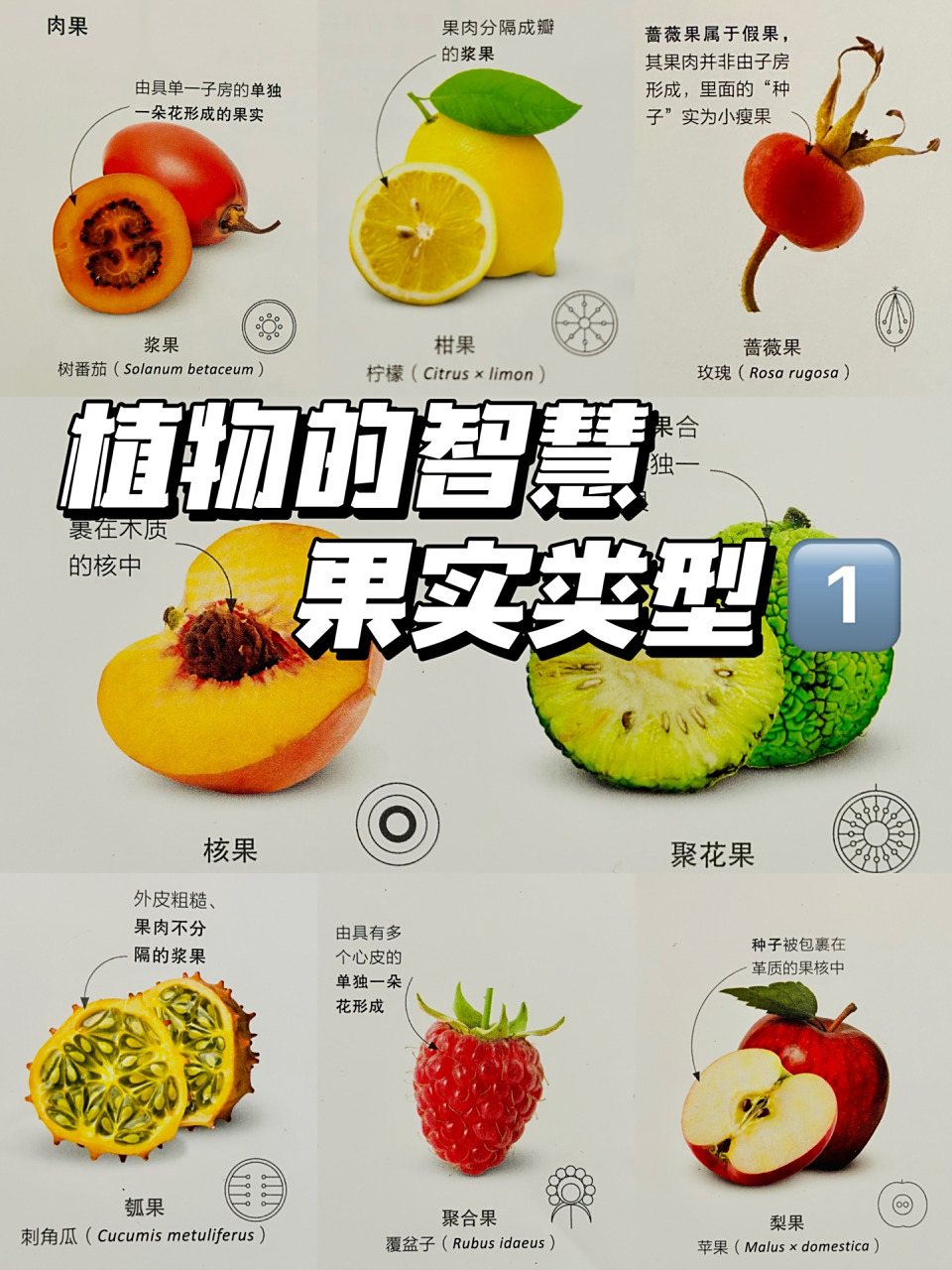 植物的智慧,果实的分类16615 90果实的类型90 ·果实的分类在