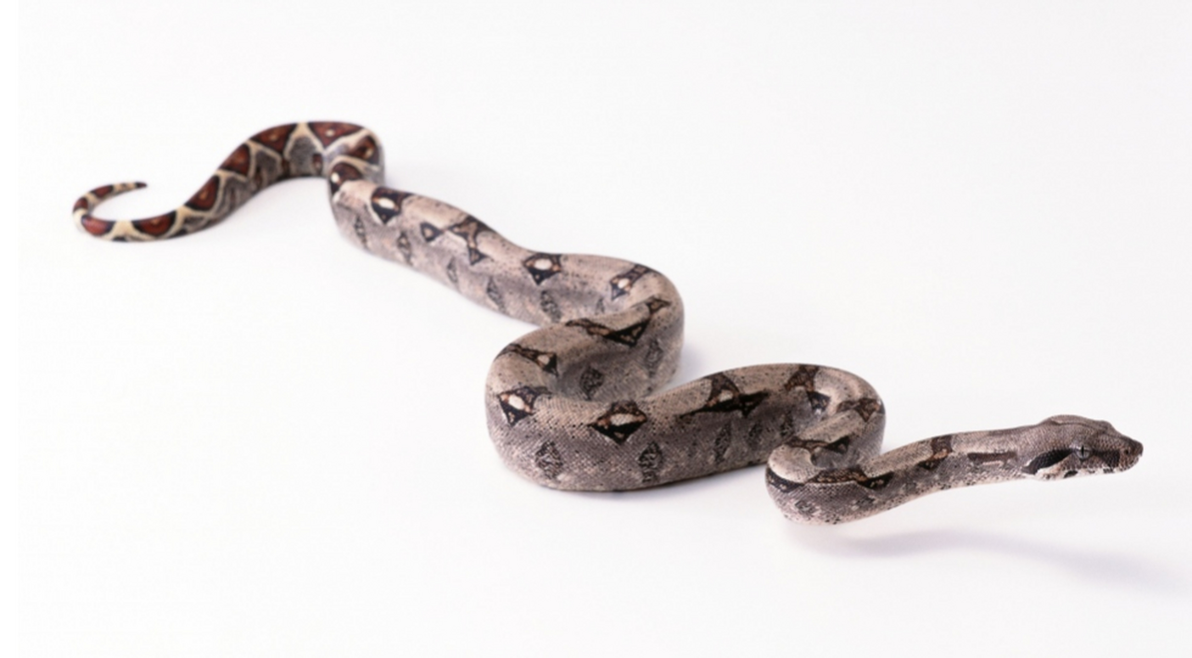 地球上最凶猛的动物 亚马逊森蚺 亚马逊森蚺是当今世界上最大的蛇