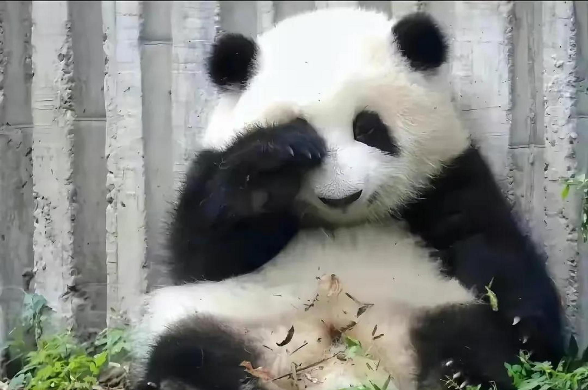 网红熊猫花花真是火一塌糊涂,26号又一次上了央视新闻.