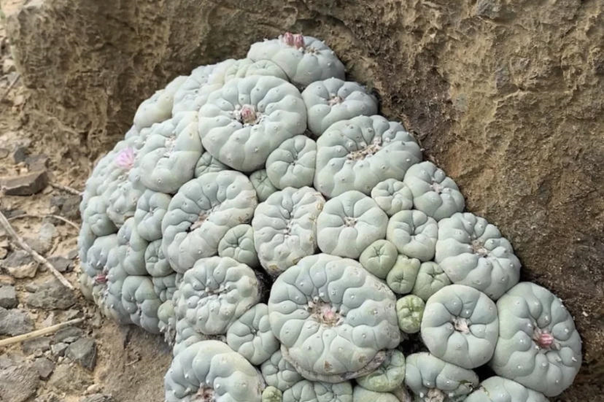 在仙人球中有一个品种最为出名,它就是银冠玉,这个品种生长在南非的