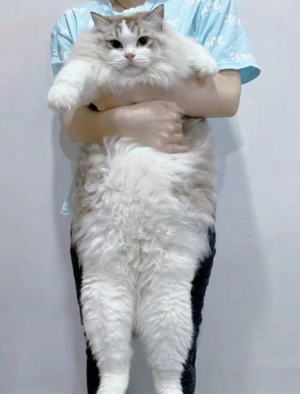 你知道吗?成年布偶猫的体长可以达到三米哦!