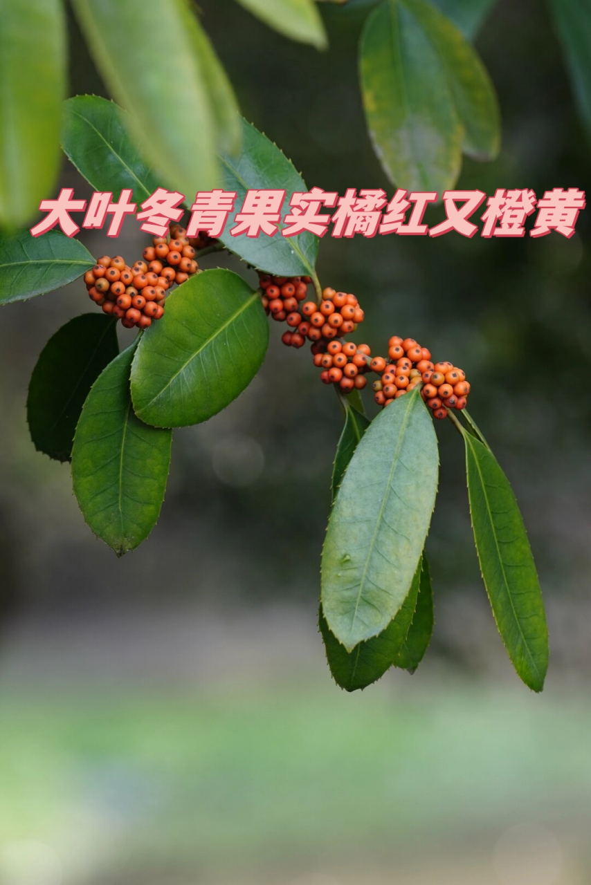 大叶冬青果实橘红又橙黄  上植有大叶冬青,绿叶如油,果实已经从黄绿色