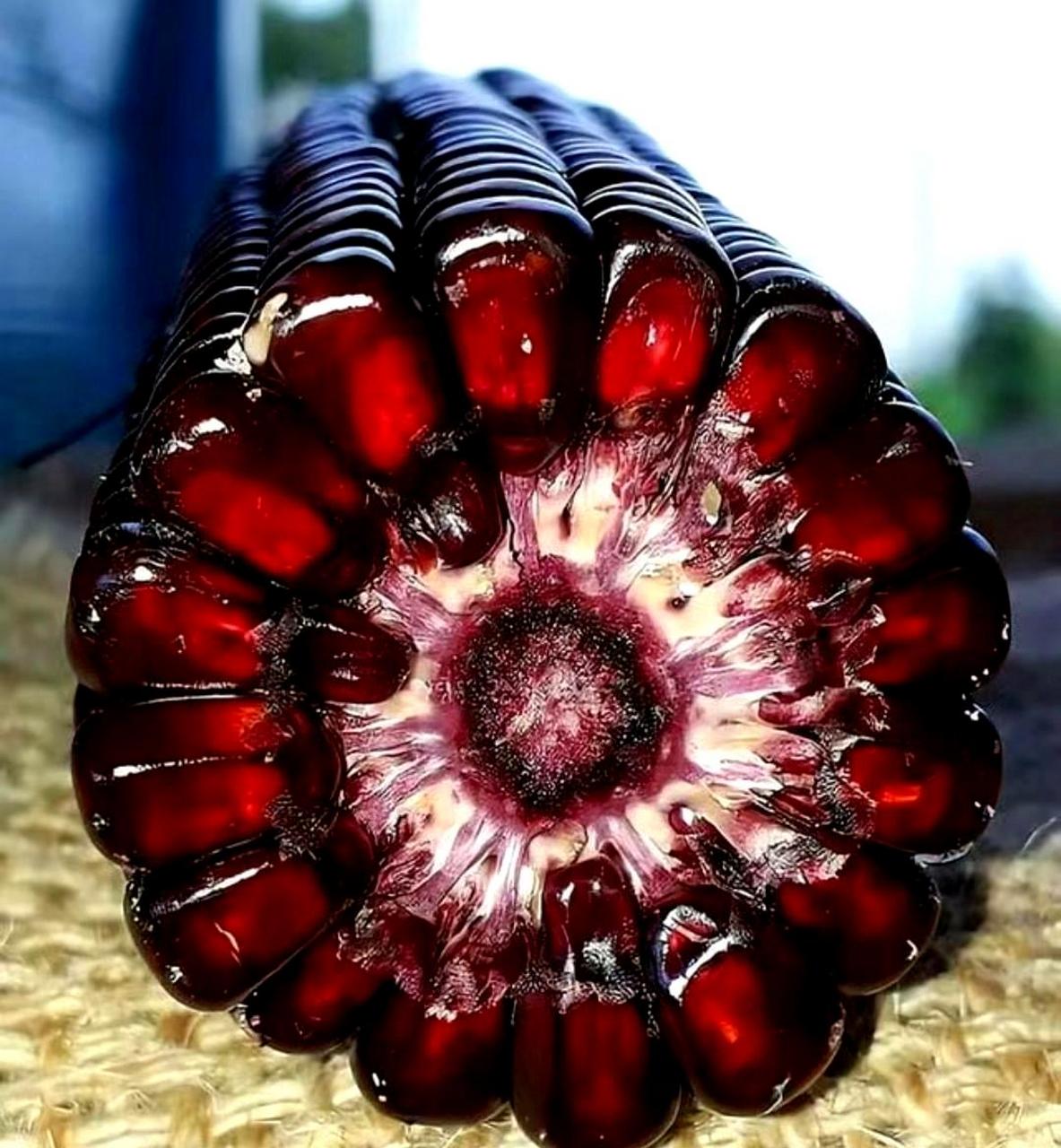 格鲁吉亚红玉米犹如红宝石般闪耀.