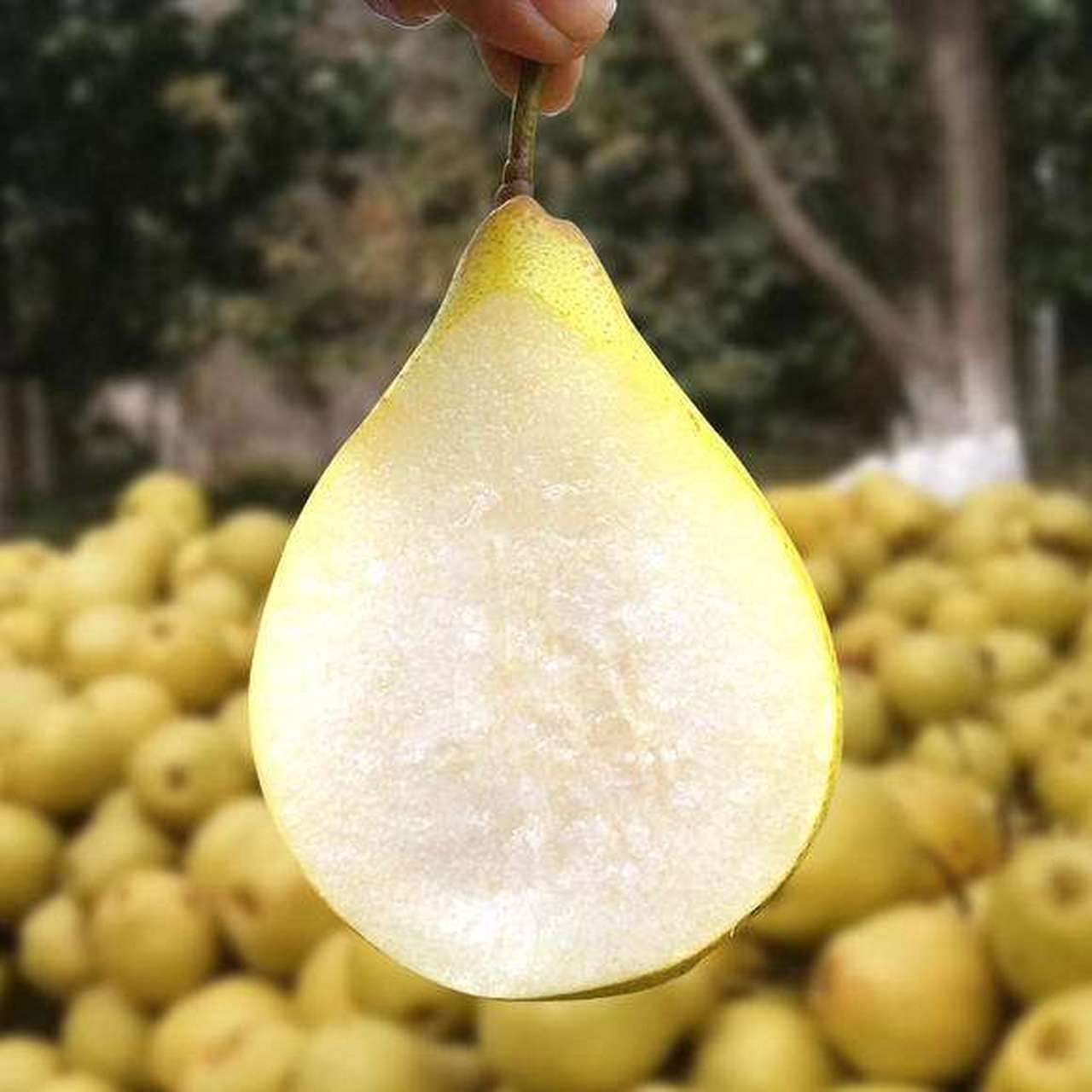 金川雪梨是四川阿坝金川地区的一道特产,因为金川雪梨,使得金川县有"