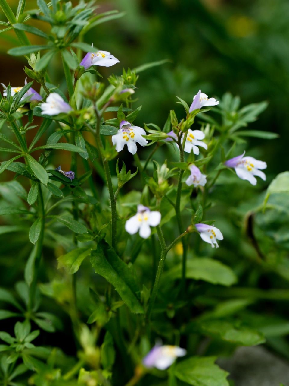通泉草仿佛是成都平原最多的花,一年四季你都能看到它们的小小身影.