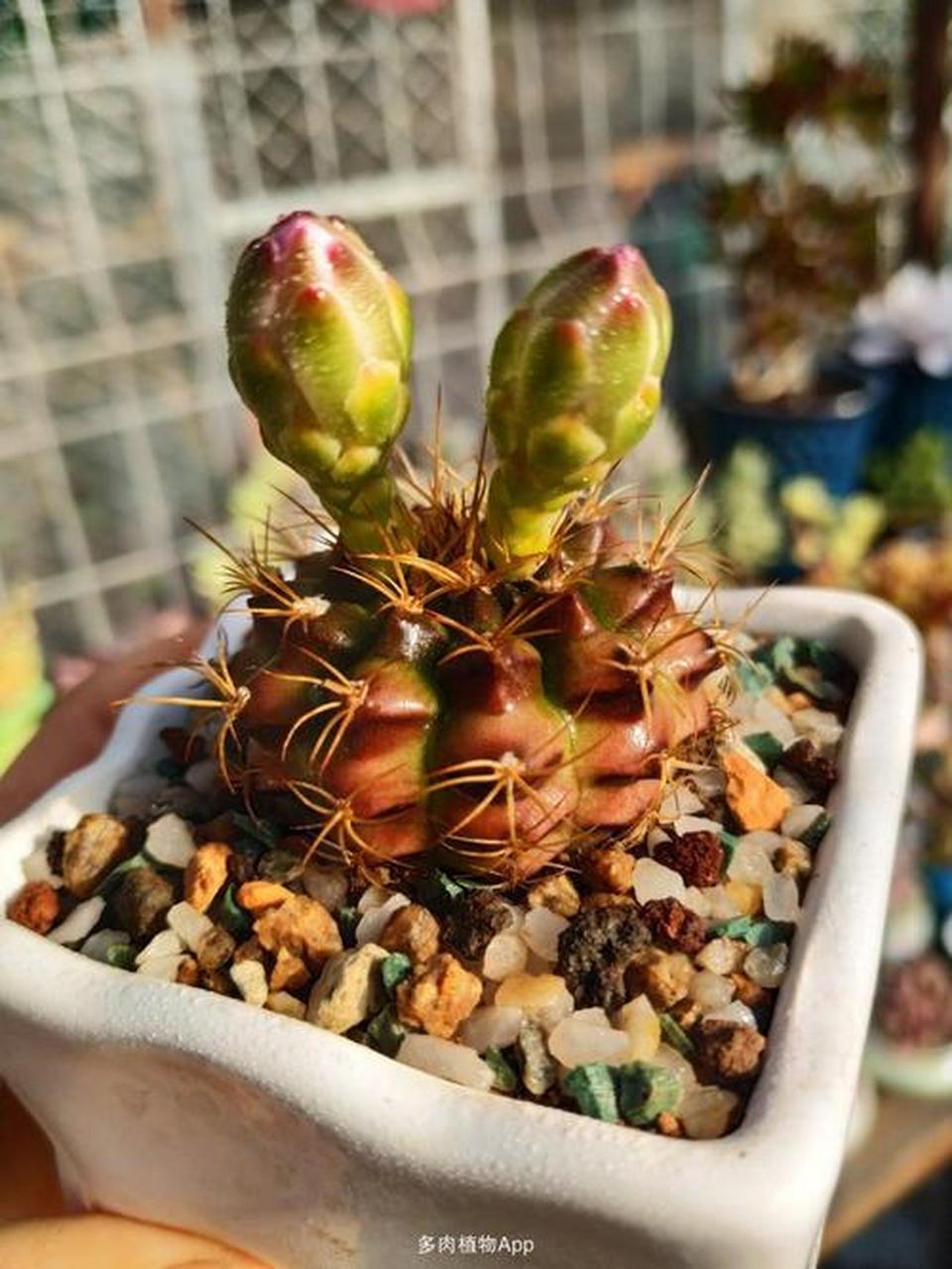 认识仙人球——丽蛇丸 丽蛇丸是仙人掌科裸萼球属植物.