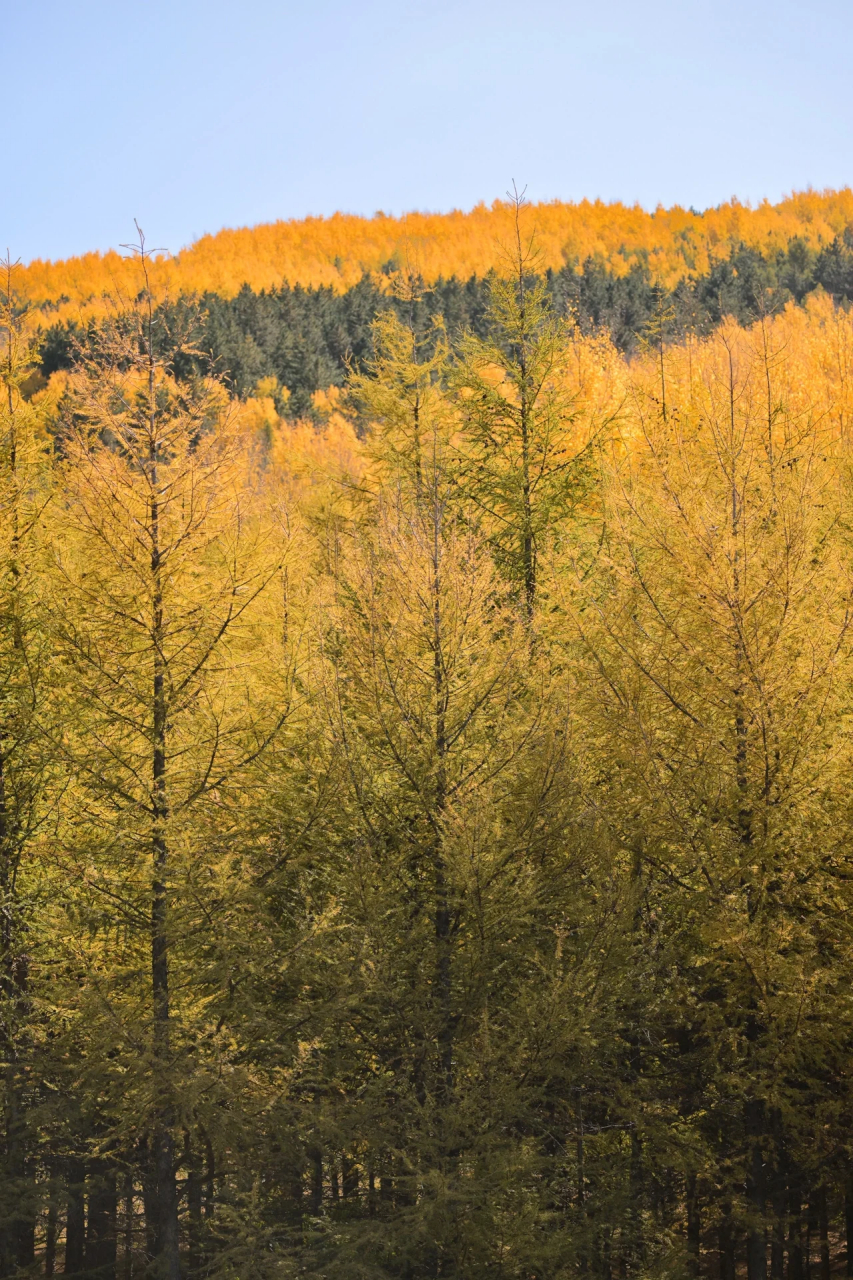 美林谷  93赤峰市喀喇沁旗美林谷旺业甸93 距京4h,大片的森林与