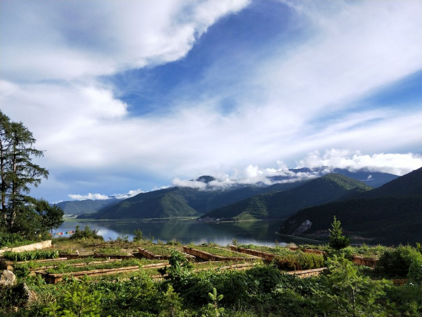 香格里拉高山植物园图片