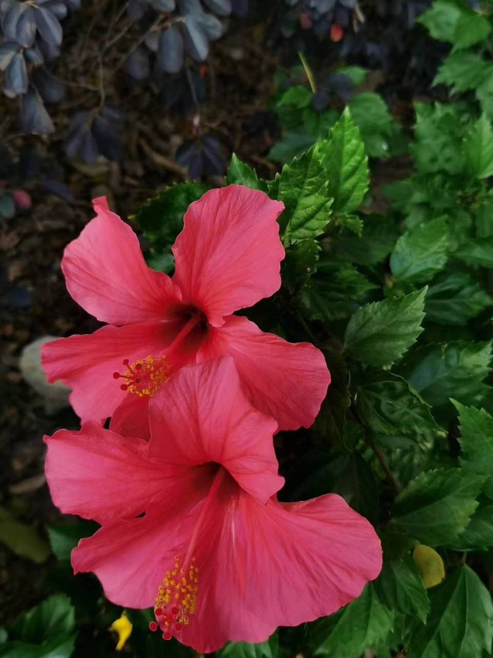 木槿花称为朝开暮落花.