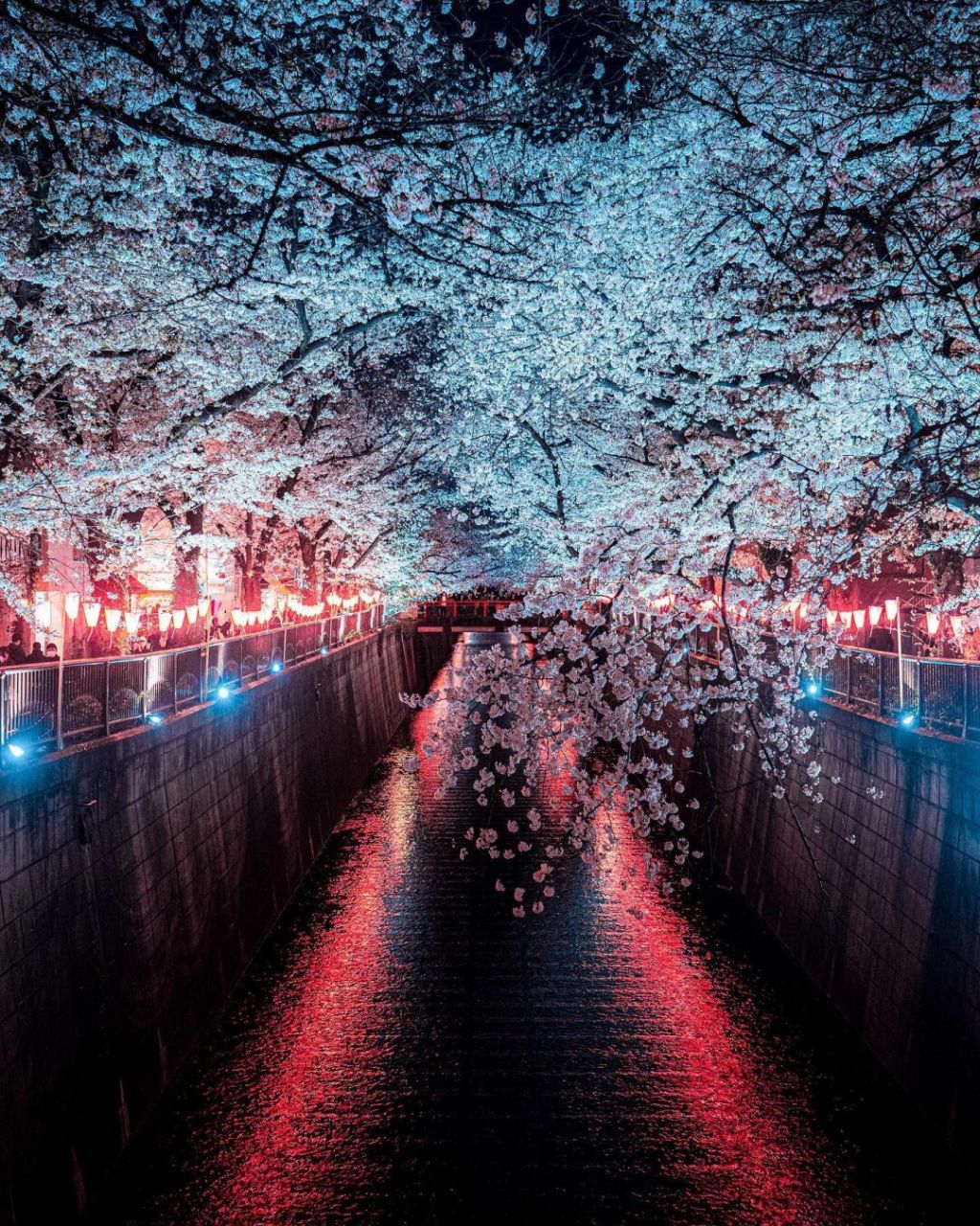 富士山下的樱花夜景图片