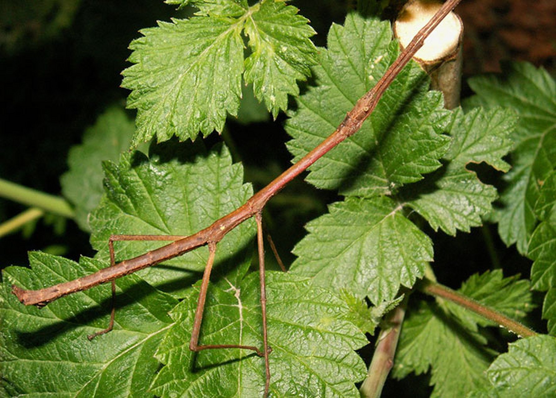竹节虫,这一名字的由来,无疑源自它那独特的形态.