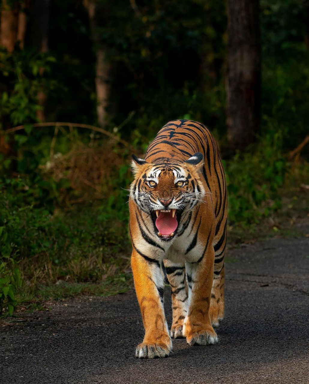 一只雄猛的老虎慢慢地走在它的领地边缘,它昂首挺胸,双目炯炯有神.