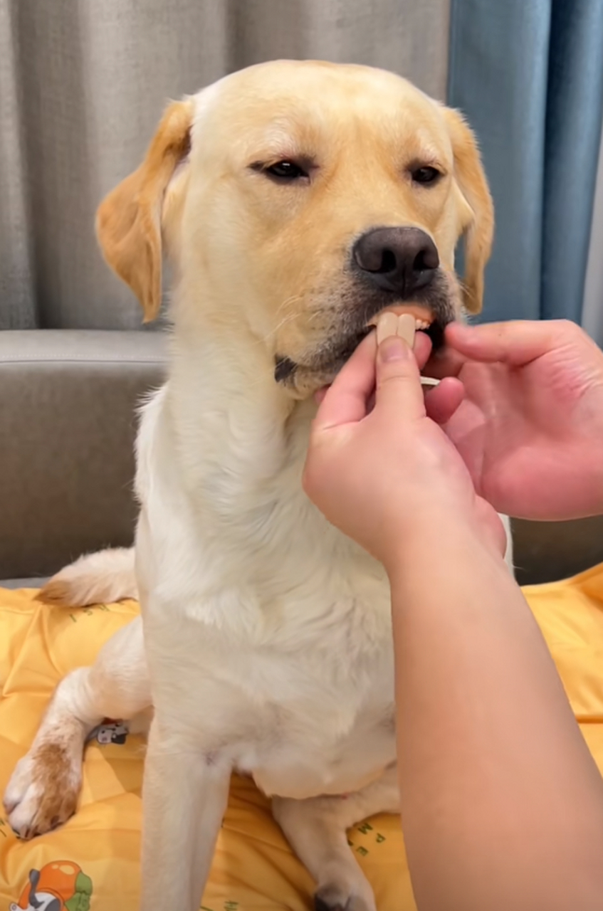 狗狗牙掉了,换上新牙套,整个气质都不一样了