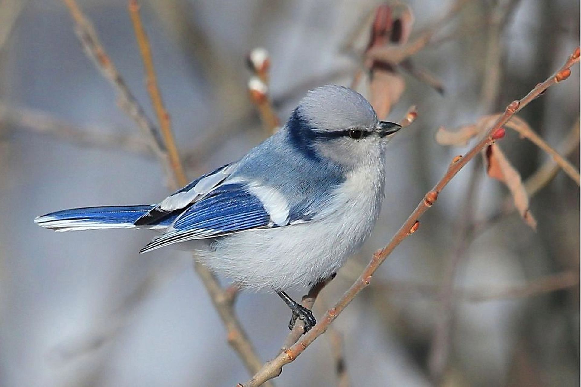 灰蓝色的冷艳冰公主 有一种鸟,身披灰蓝色长袍,在雪地里像个冷艳的小
