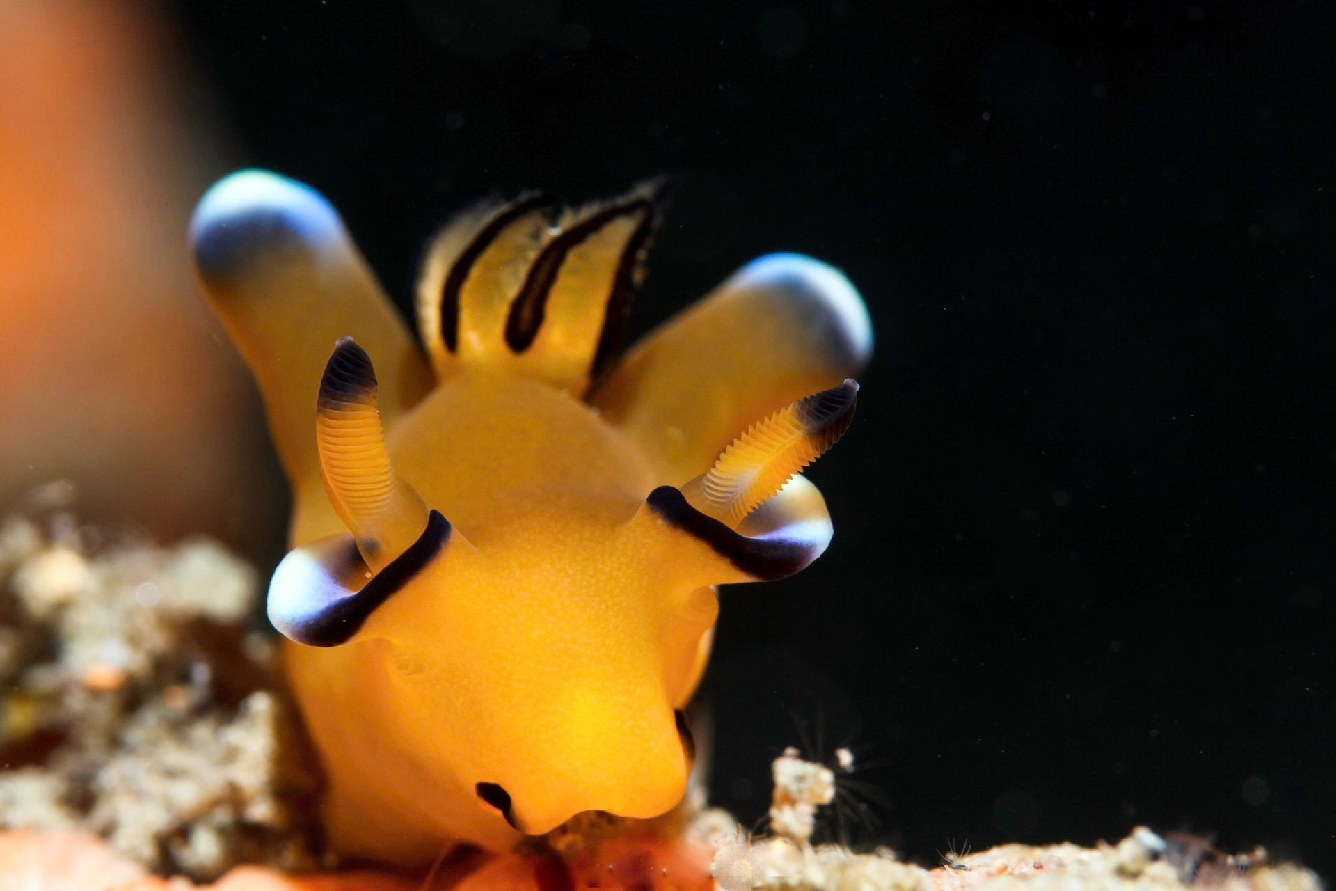 皮卡丘海兔|pika pika pikachu  7315 学名:the