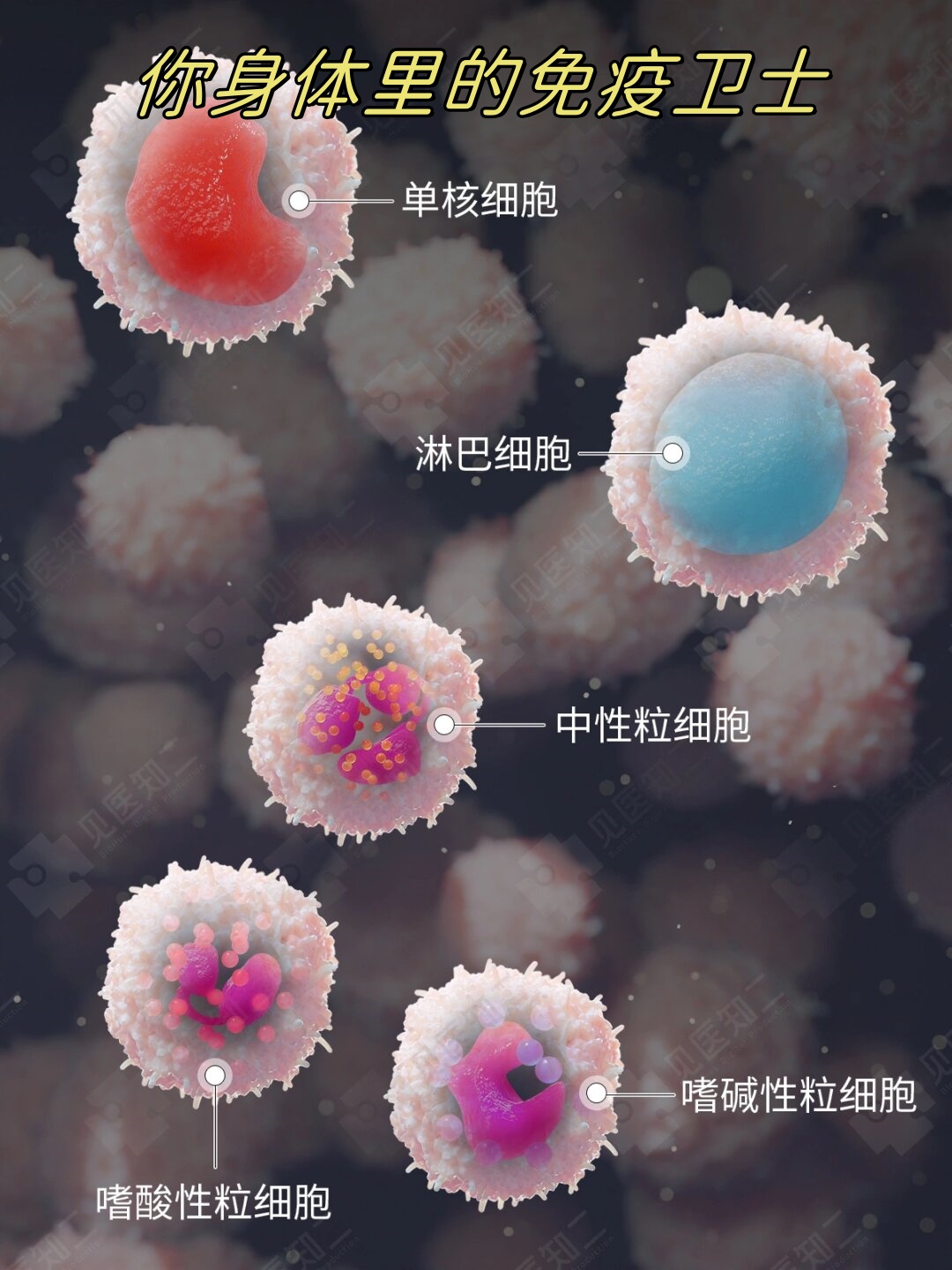 你身体里的免疫卫士