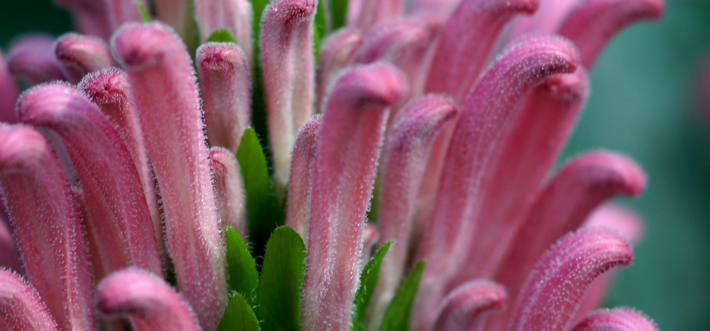 珊瑚花,又称巴西羽花,是一种多年生常绿亚灌木,花密集形成短圆锥花序