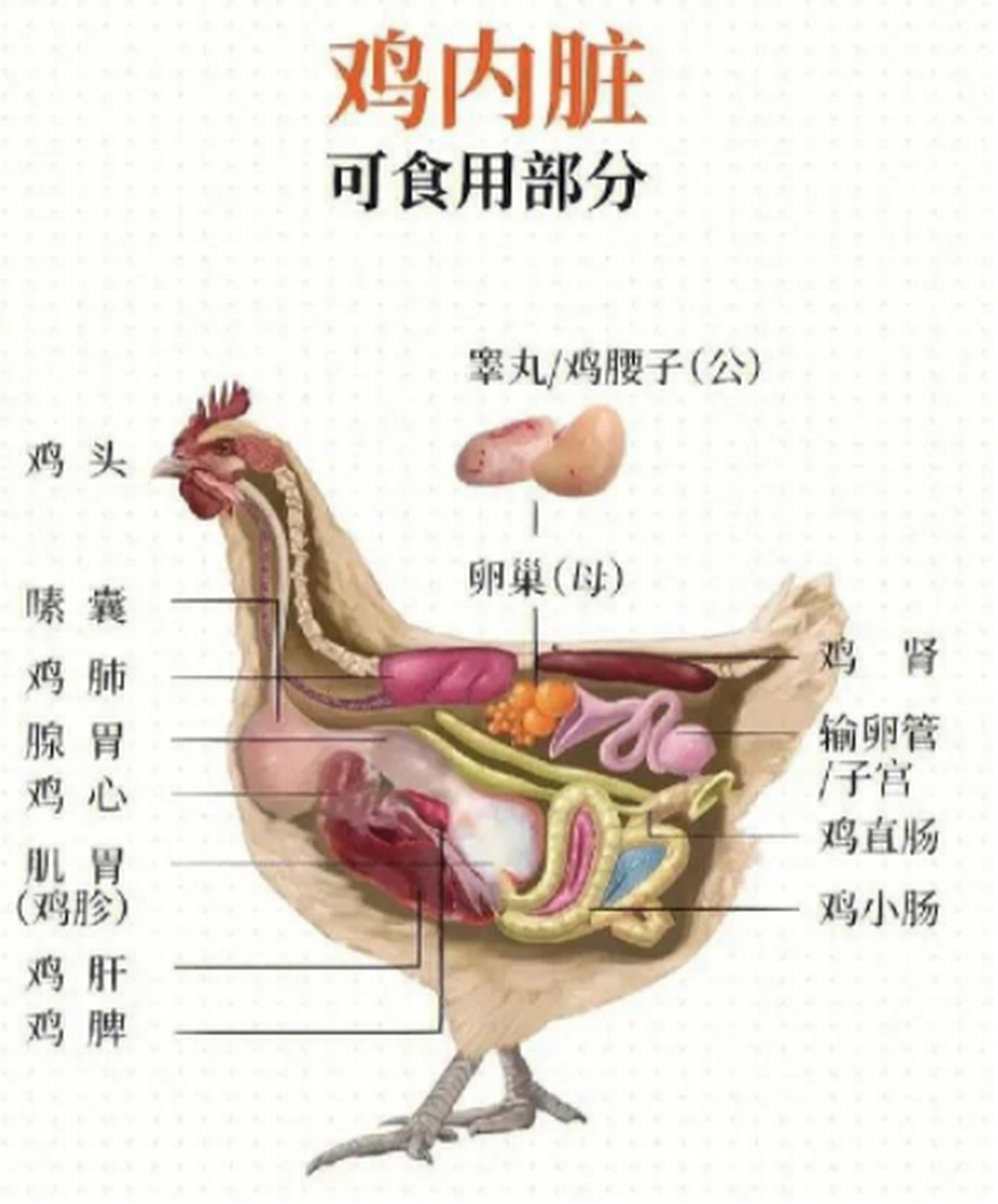 公鸡的繁殖器官在哪里图片