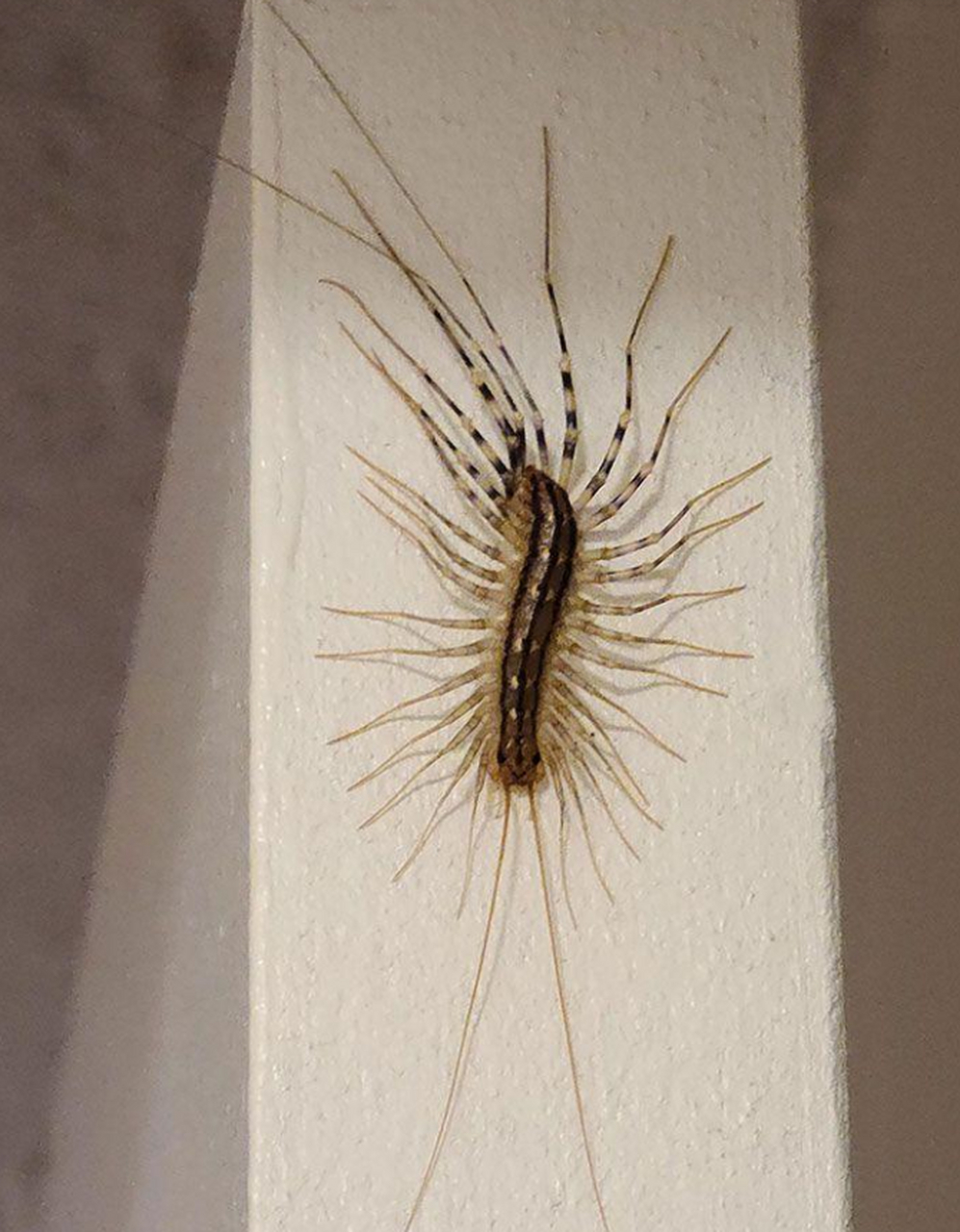 恐怖的蚰蜒,感觉比蜈蚣还要更可怕!