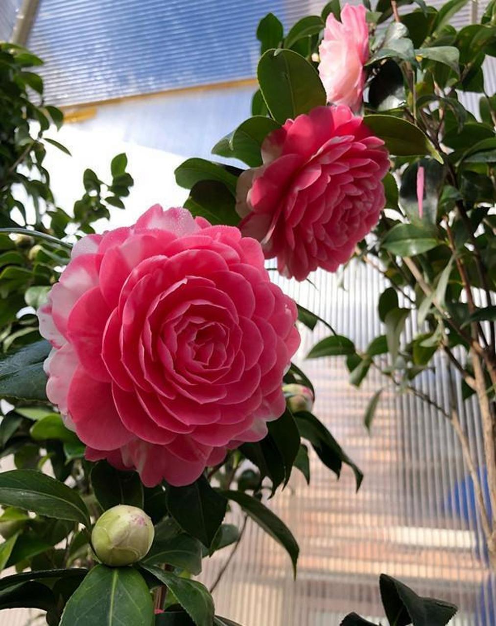 山茶花名品"乔伊·肯德里克",比五色赤丹更优秀的多色品种,花朵超级大