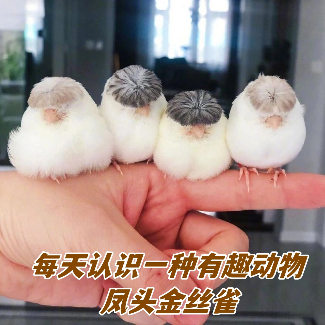 每天认识一种有趣动物|凤头金丝雀  你好,我是凤头金丝雀,一只走在时