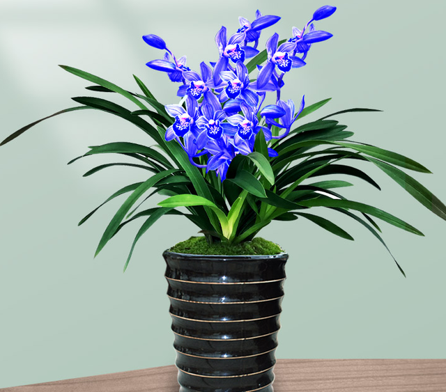 名贵兰花"蓝宝石",花色妖艳,香味不输香水,新手也能养爆盆