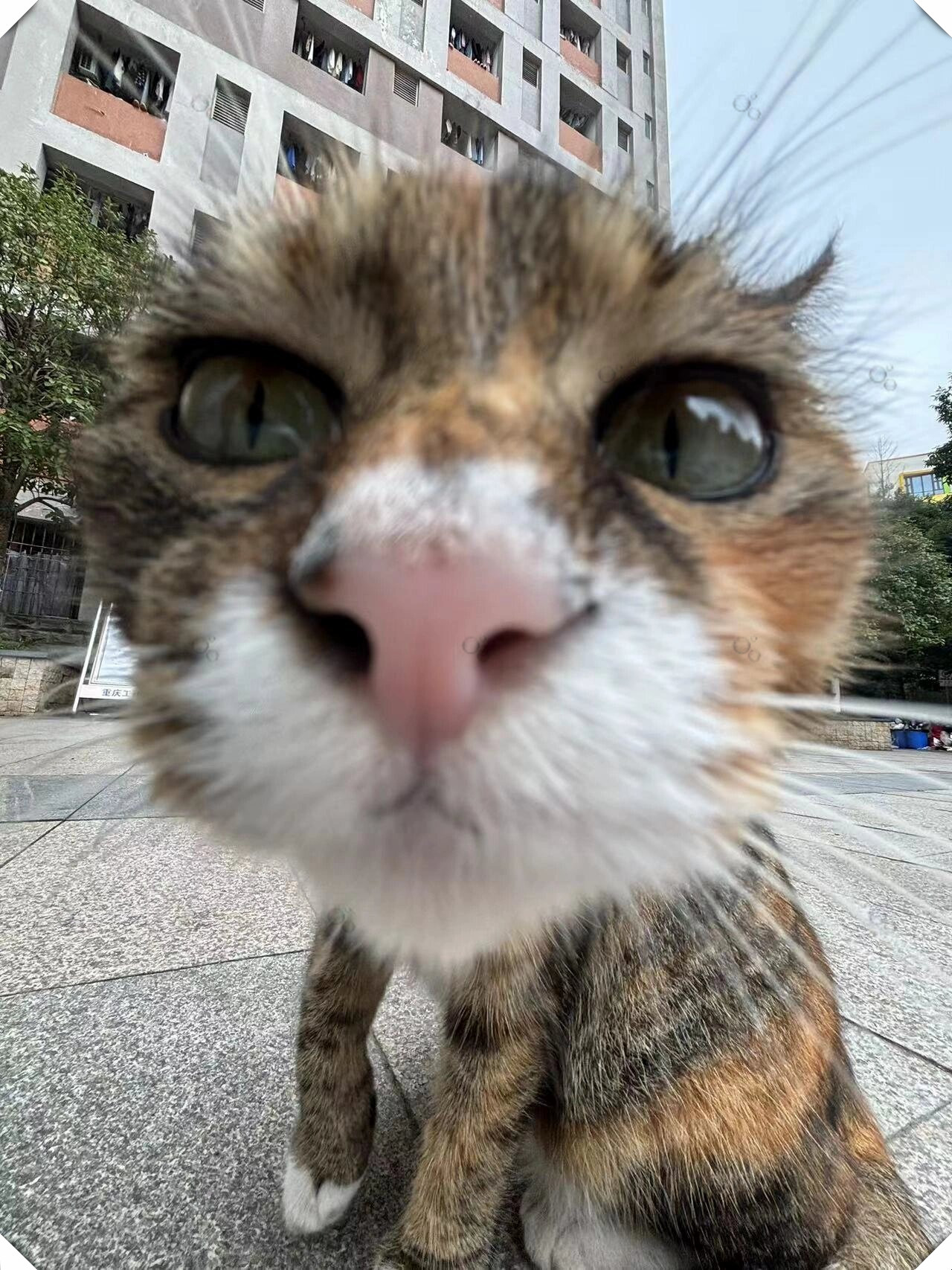 领养有爱猫咪等你回家