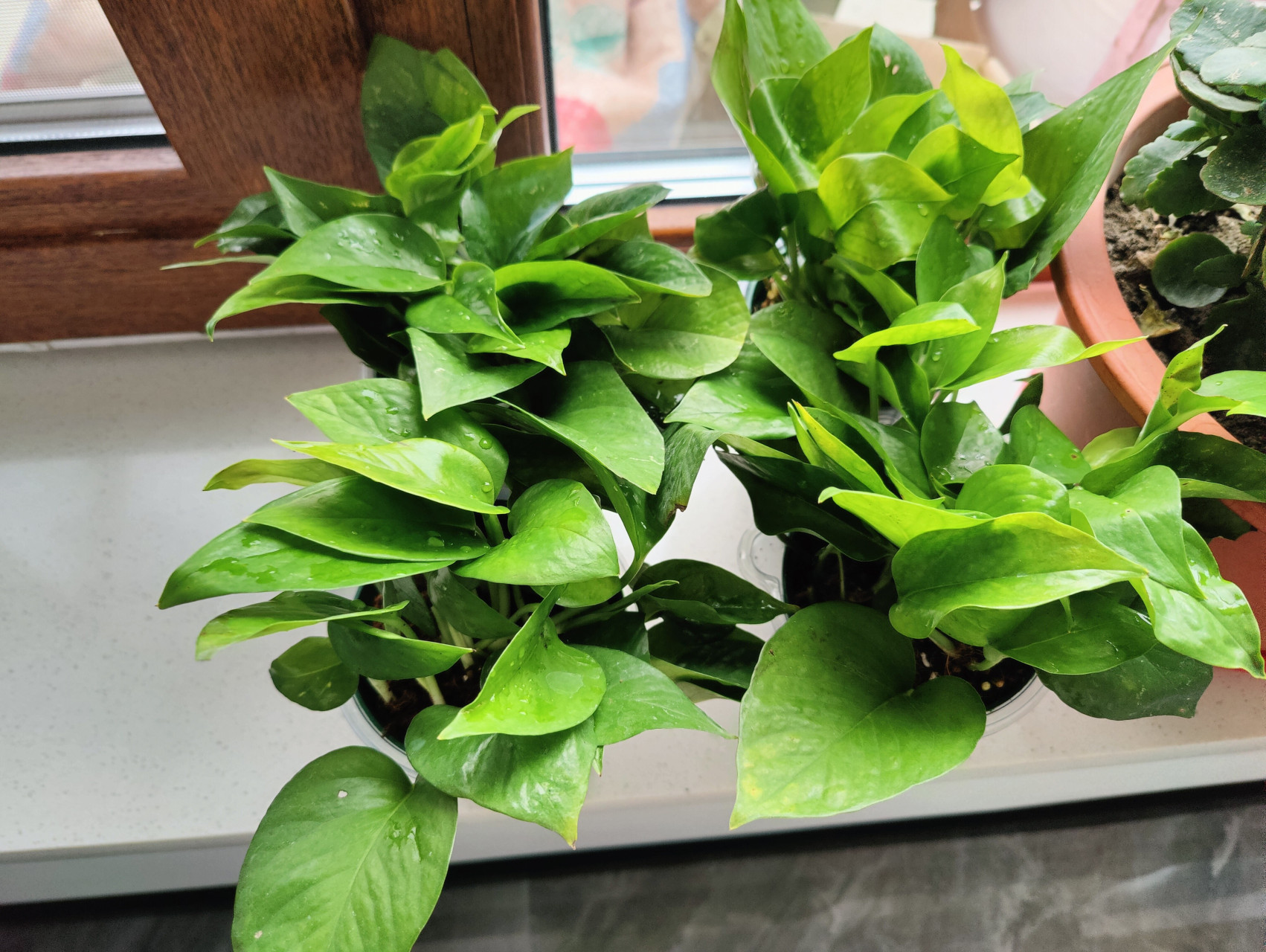 绿萝不错,每盘都好多株,叶子是厚片的叶子,颜色很翠绿,价格也很实惠.