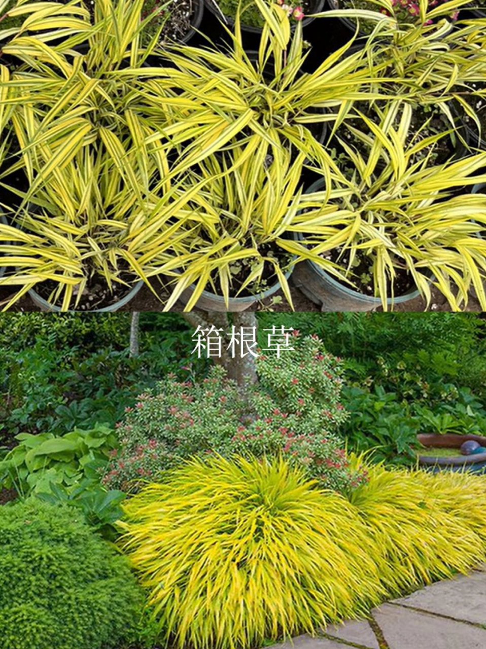 金叶过路黄: 金叶过路黄是一种生长迅速,蔓延性强的植物.