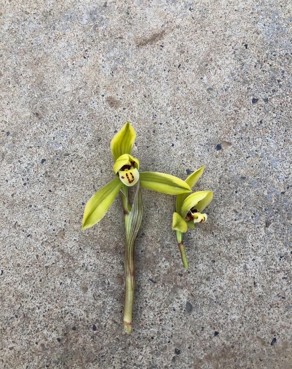 兰花小知识:春兰一杆一花,偶尔双花,叶基细,有叶柄环,叶片边缘锯齿不