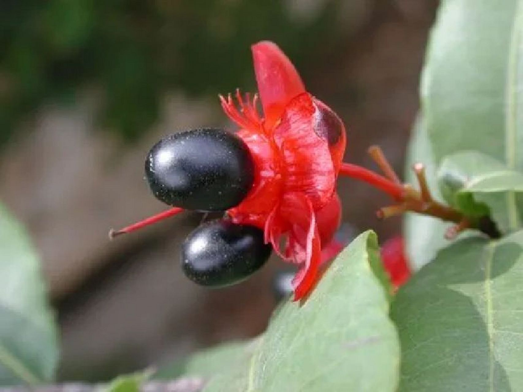 像不像米老鼠 桂叶黄梅 常绿灌木植物 树干修长,树皮褐色,枝叶较稀,叶