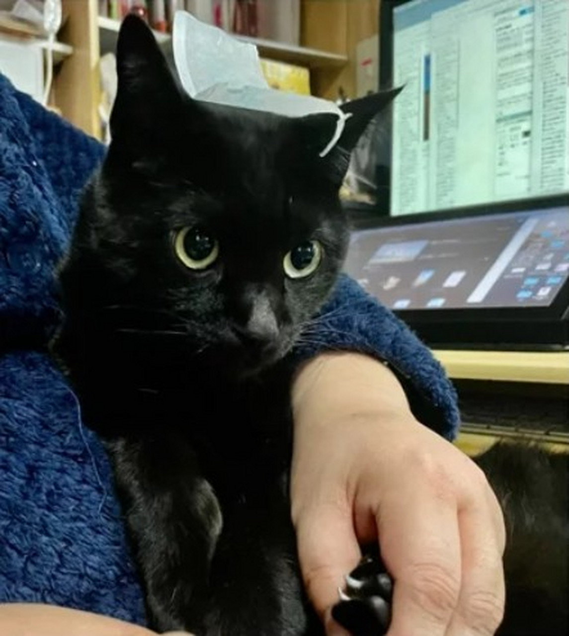 对于很多猫咪来说,剪指甲就跟洗澡一样可怕,也因此不少「剪指甲神器」