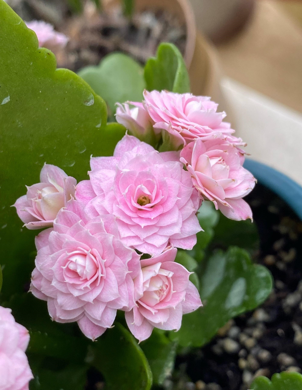 开始进入长寿花的盛花期,给大家推荐一个很值得养的品种——朱丽叶