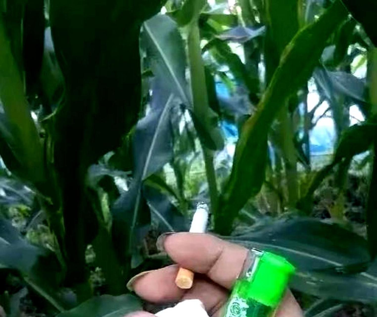 当我在玉米地遇到老虎时,我该如何应对呢?