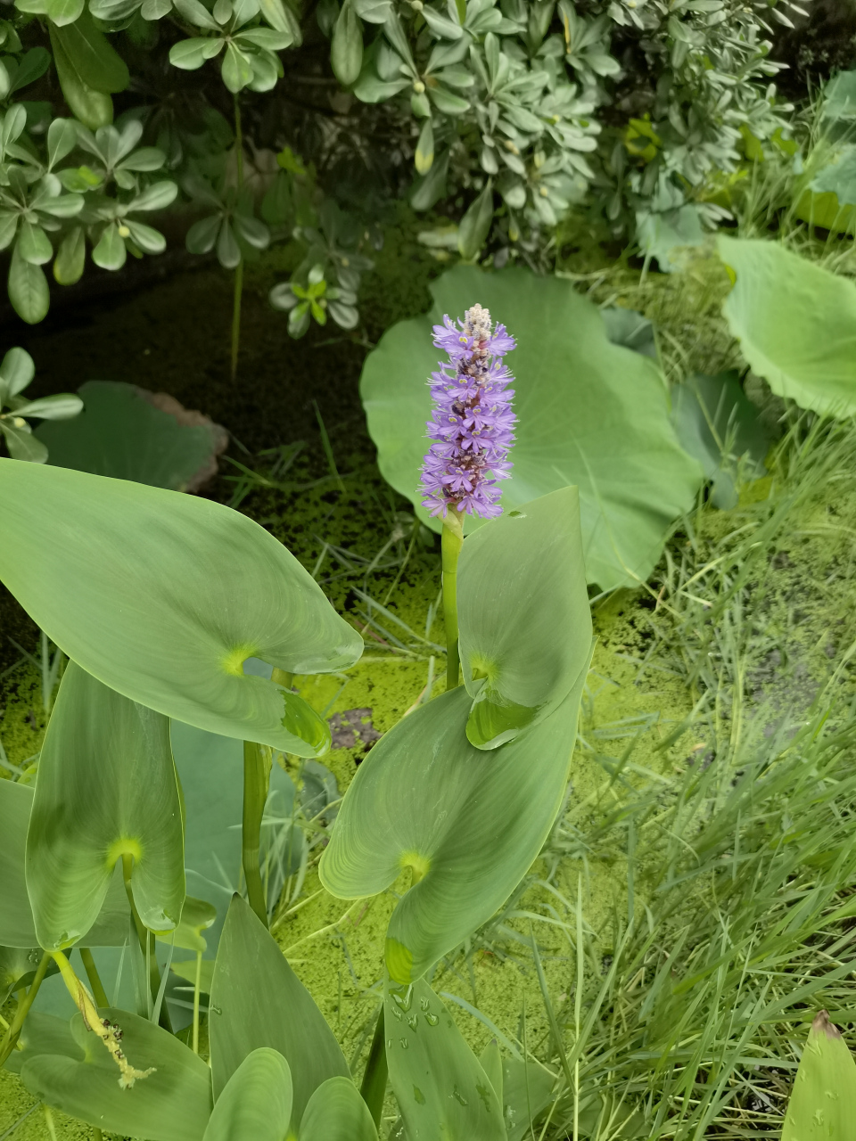 梭鱼草是雨久花科,梭鱼草属多年生挺水或湿生草本植物,整体植株可达1