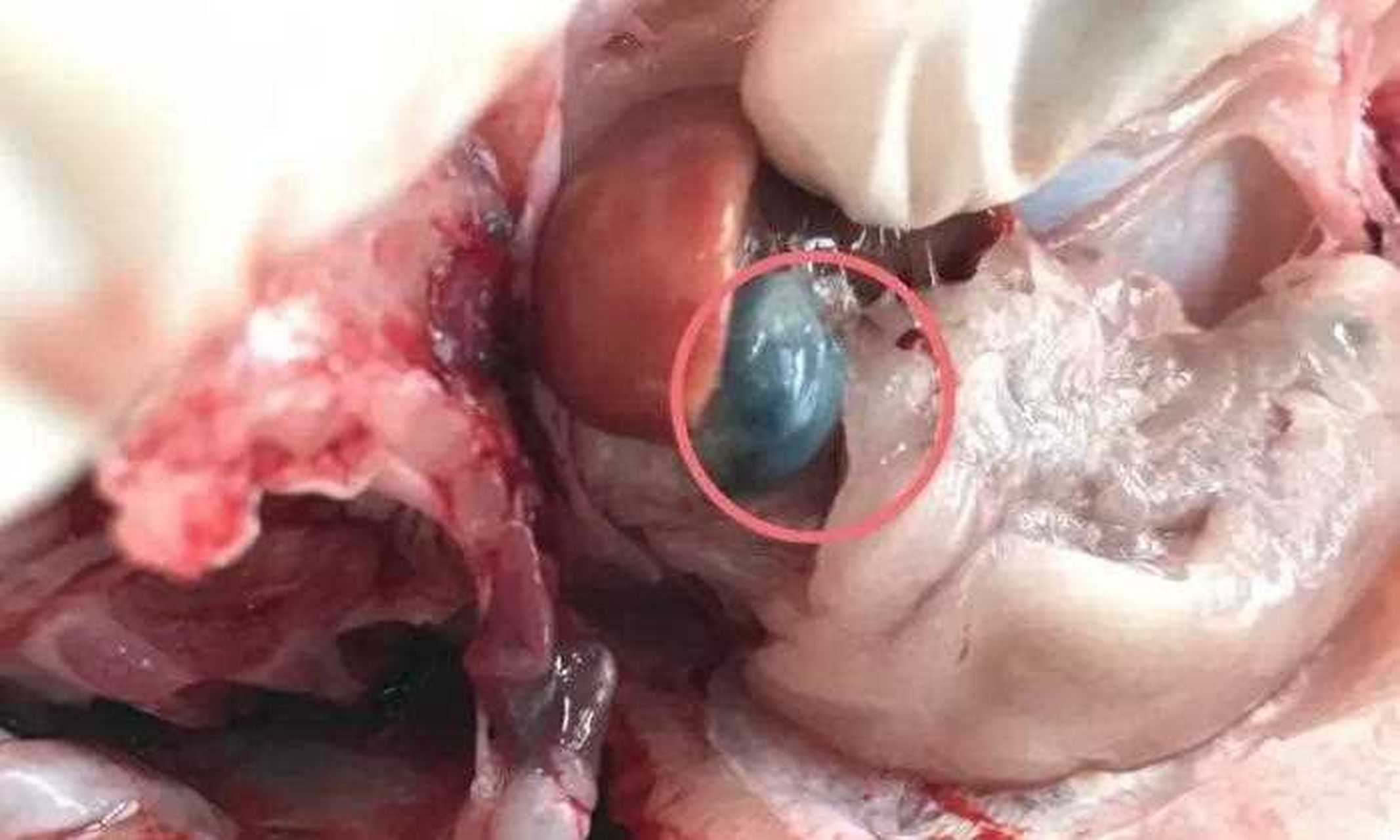 厨房烹饪小秘籍——处理鱼的时候,鱼胆破了该怎么去苦?