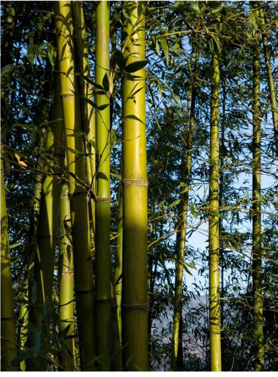 竹子很高,在阳光的照耀下,更是特别好看