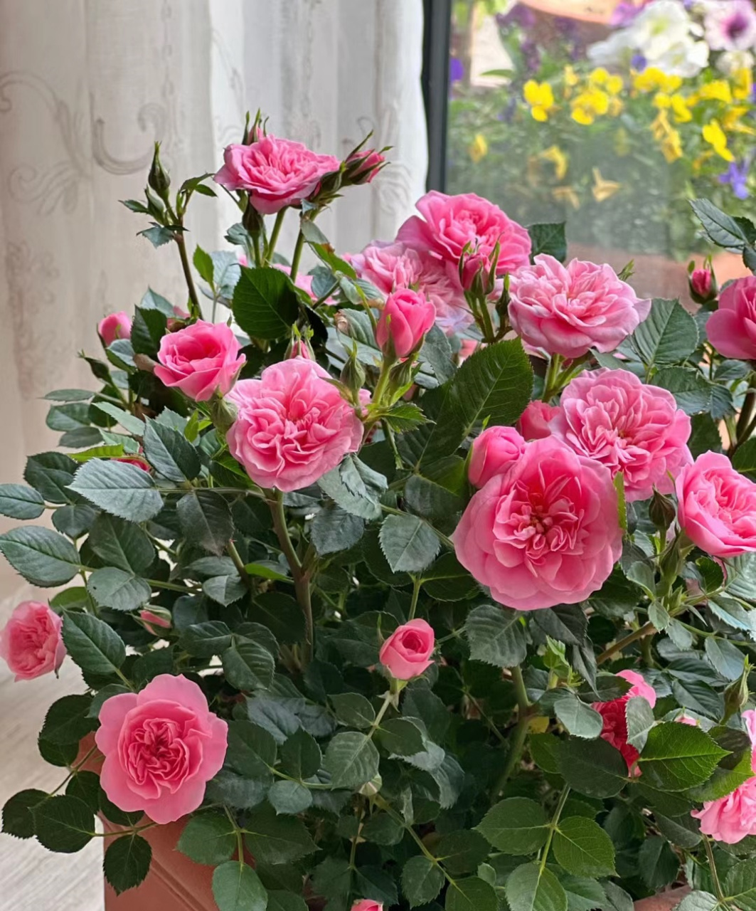 一款"冷门"但很优秀的微型月季花——恋人印记,又名心上人,植株低矮