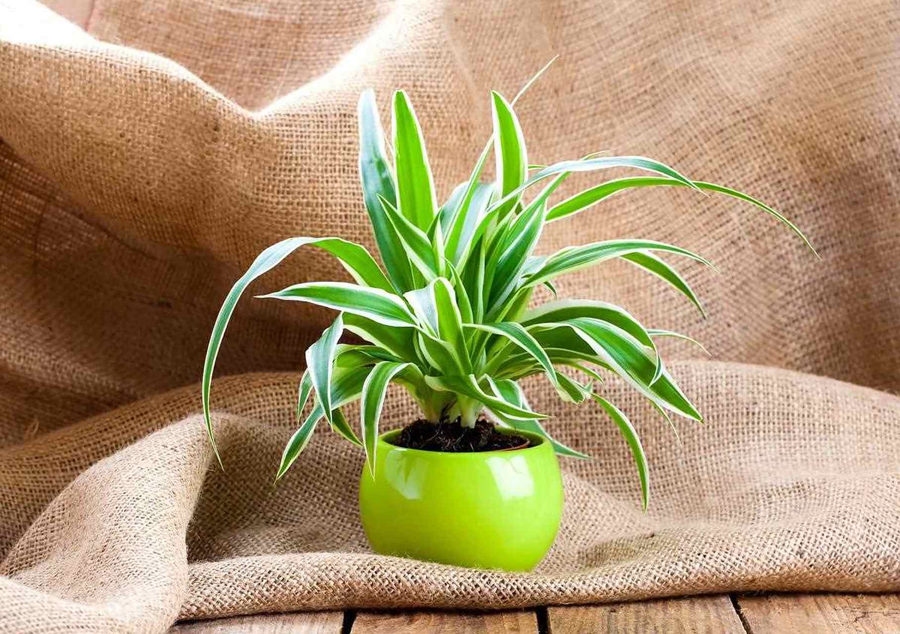 吊兰哪个品种最漂亮图片(吊兰哪个品种最漂亮图片欣赏)