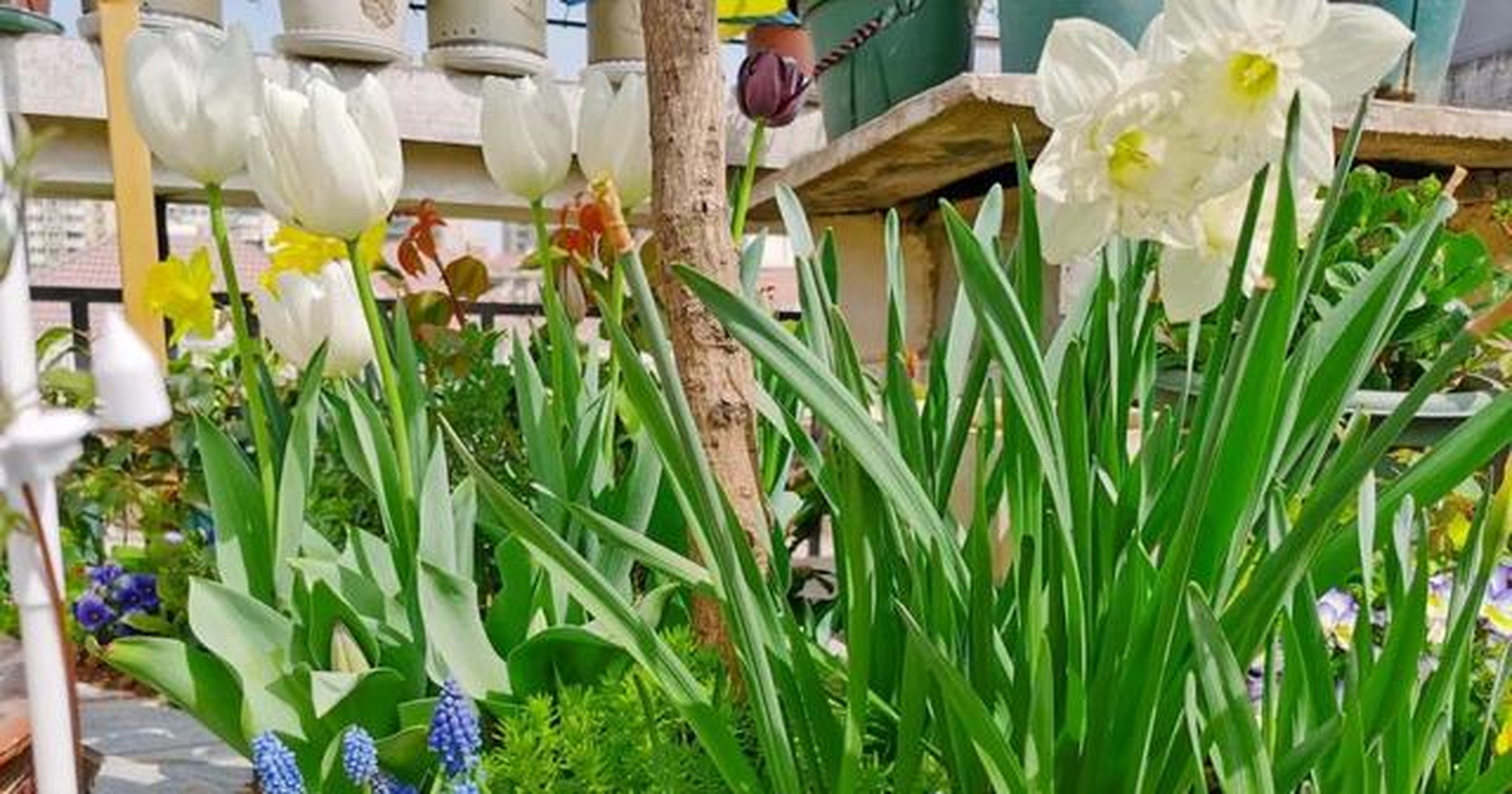 大花绣球后面左右两侧是两棵藤本,中间为3棵月季棒棒糖,1棵圆锥绣球