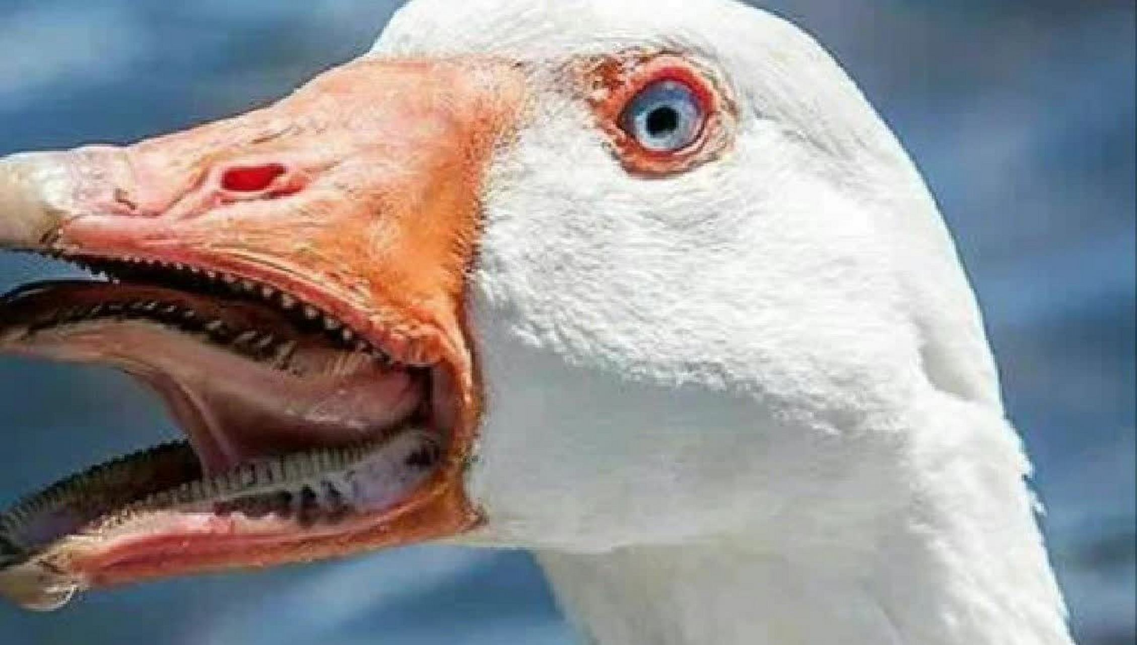 原来鹅牙真的是这样的[三哈]