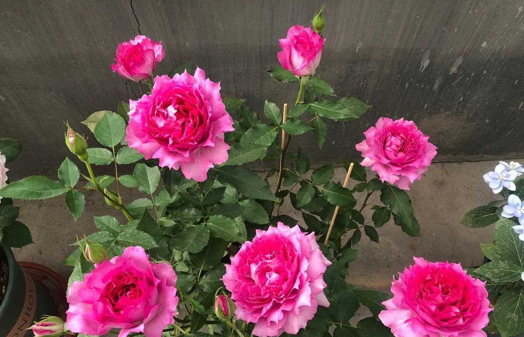 月季界的"牡丹花"——天方夜谭,长得最像牡丹花的月季,植株不大,属于